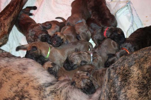 All 11 Puppies